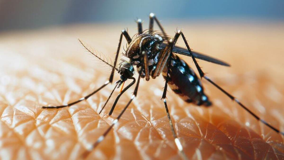 https://www.jagranimages.com/images/newimg/18092025/18_09_2025-dengue_24051444_145713476.jpg