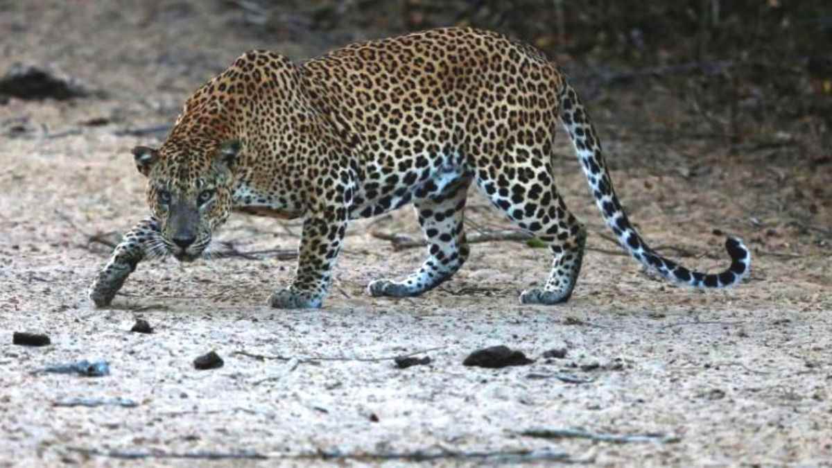 https://www.jagranimages.com/images/newimg/18092025/18_09_2025-leopard_attack_24051982.jpg