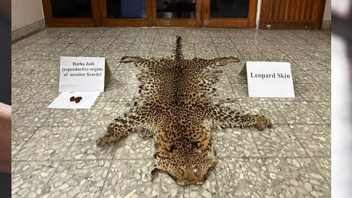 https://www.jagranimages.com/images/newimg/18092025/18_09_2025-leopard_skin_24051797.jpg