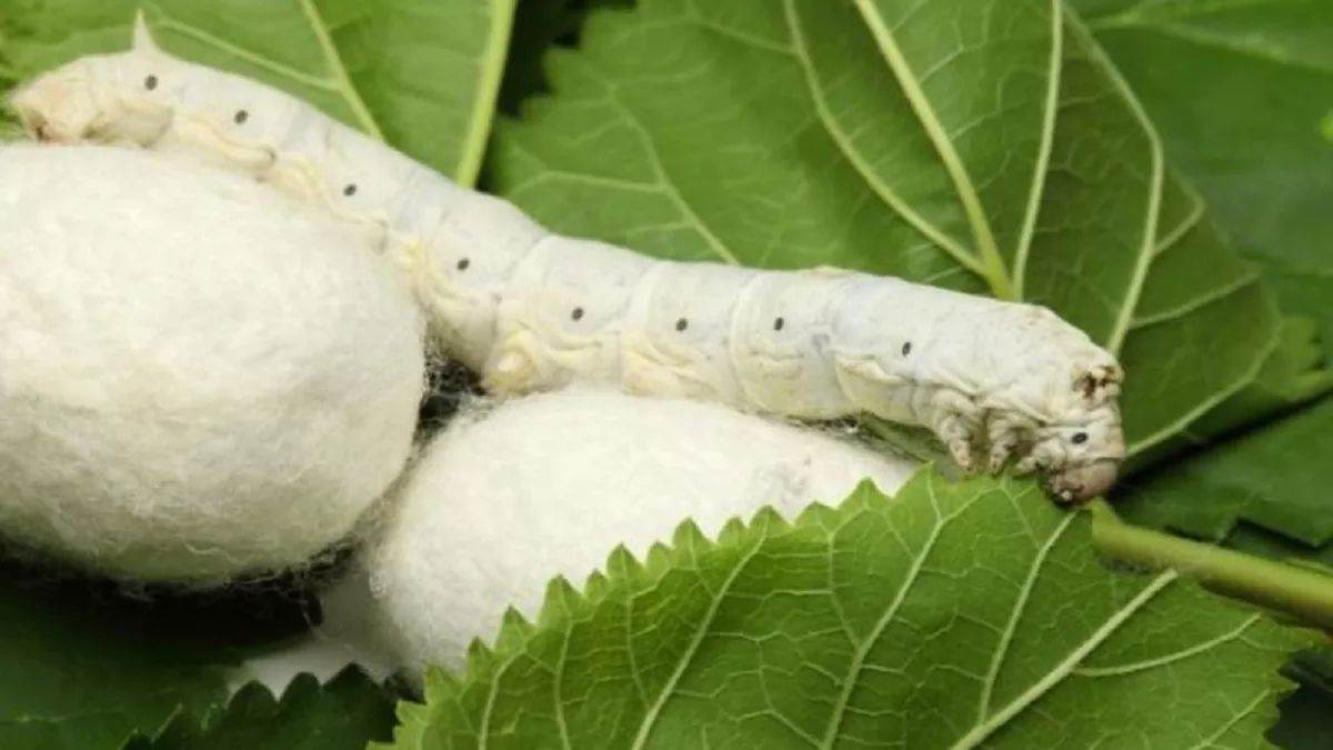 https://www.jagranimages.com/images/newimg/18092025/18_09_2025-reshan_kheti_24050381.jpg
