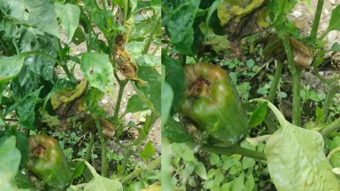 शिमला मिर्च में लगी बीमारी ने तोड़ी किसानों की कमर, आर्थिकी पर पड़ा असर (फोटो: जागरण)