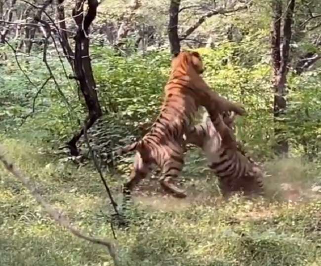 Viral Video Two tigers T57 and T58 fighting in Ranthambore ...