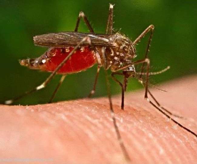 डेंगू प्रभावित क्षेत्रों के निरीक्षण से खफा डीएम ने अधिकारियों से मांगा स्पष्टीकरण