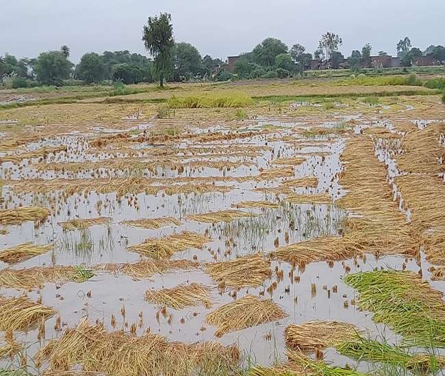 बिन मौसम बारिश ने इगलास क्षेत्र के किसानों के लिए आफत खड़ी कर दी है।