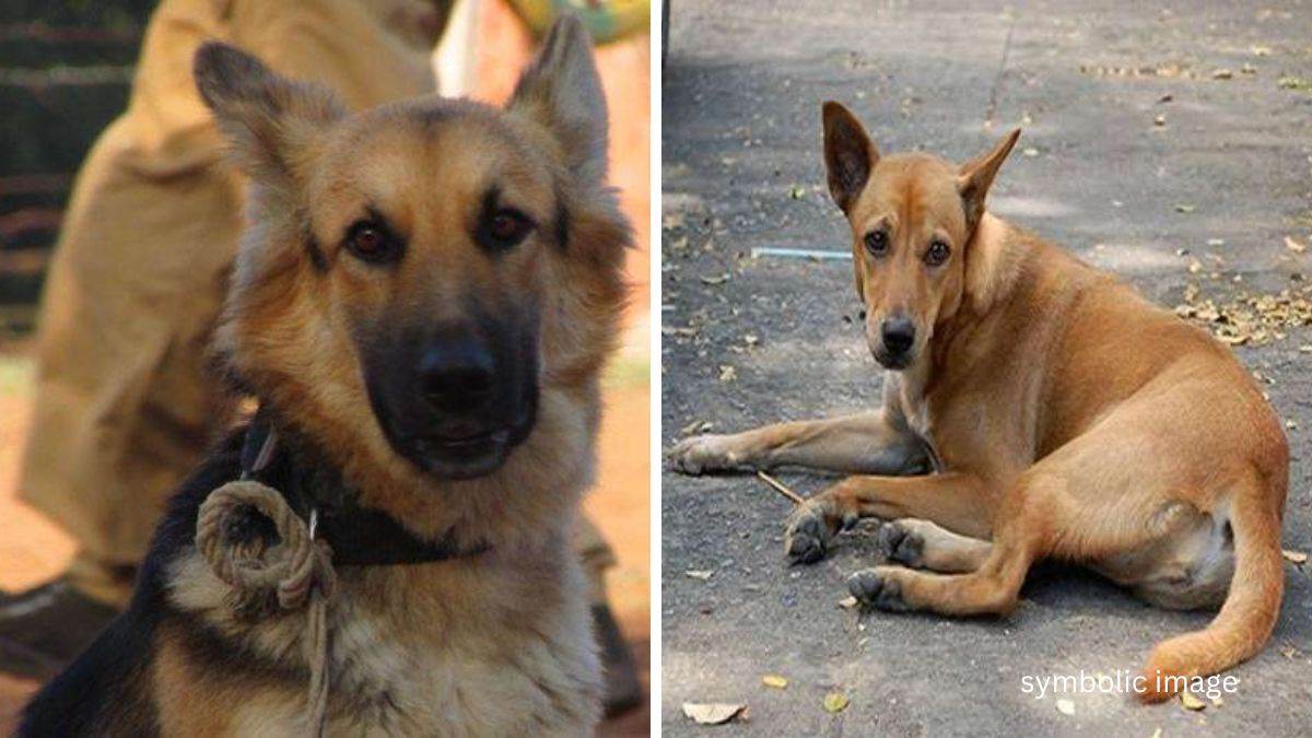 भोजपुर में स्‍ट्रीट डाग ने सुलझाया मर्डर का केस। प्रतीकात्‍मक तस्‍वीर