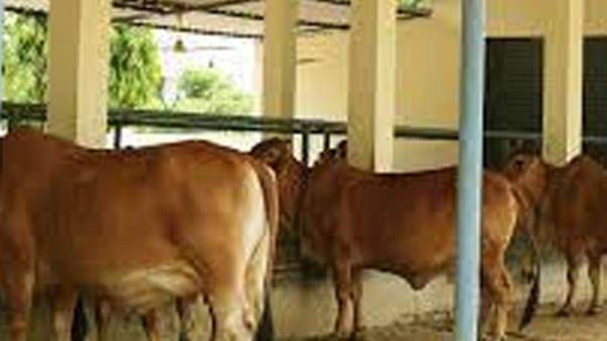 goshalas expenses are running out on earning from cows in amroha