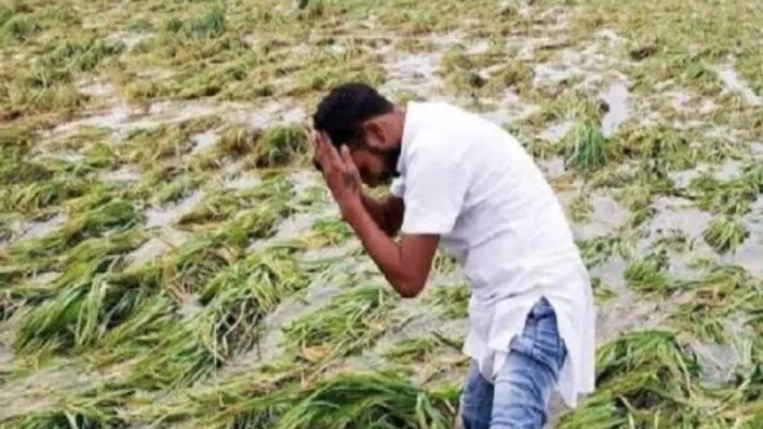 चावल निर्यातकों व मिल मालिकों की हड़ताल व बेमौसमी बारिश से किसानों को नुकसान