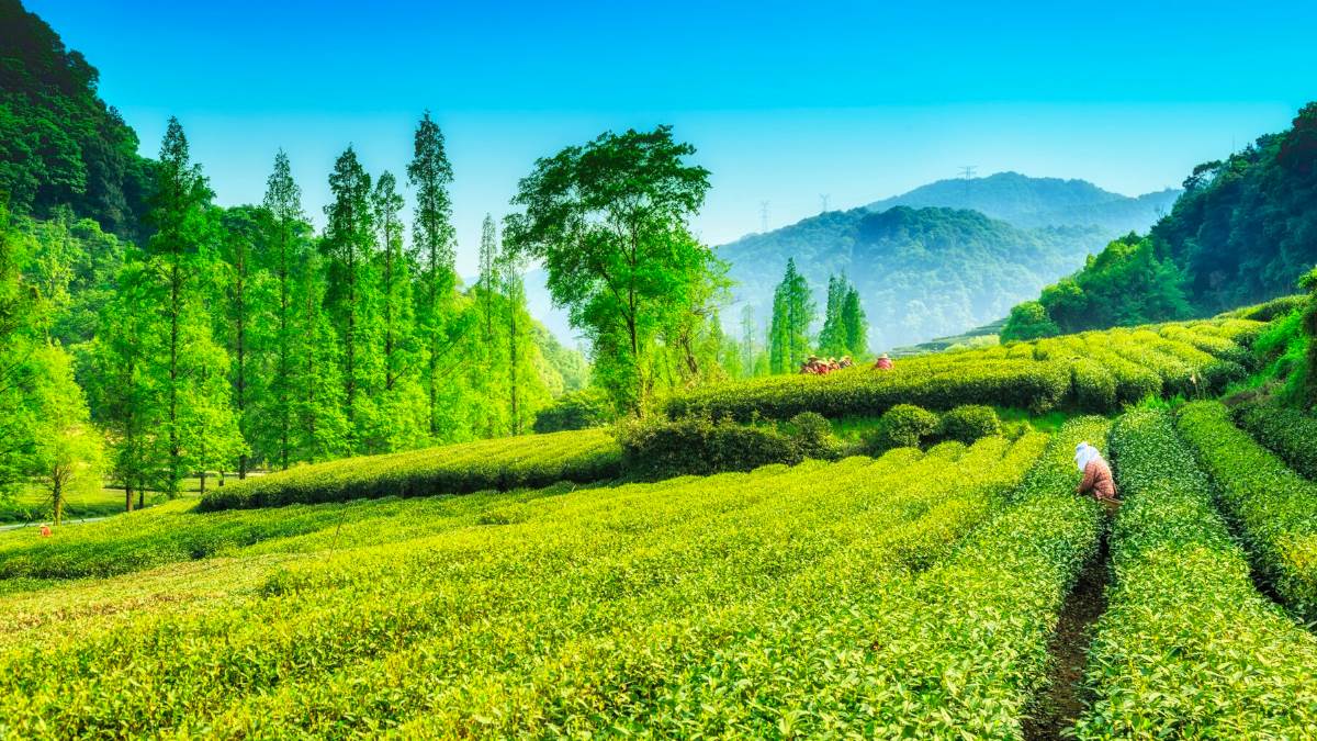https://www.jagranimages.com/images/newimg/18102023/18_10_2023-irctc_north_east_tour_package_details_f_23559315.jpg