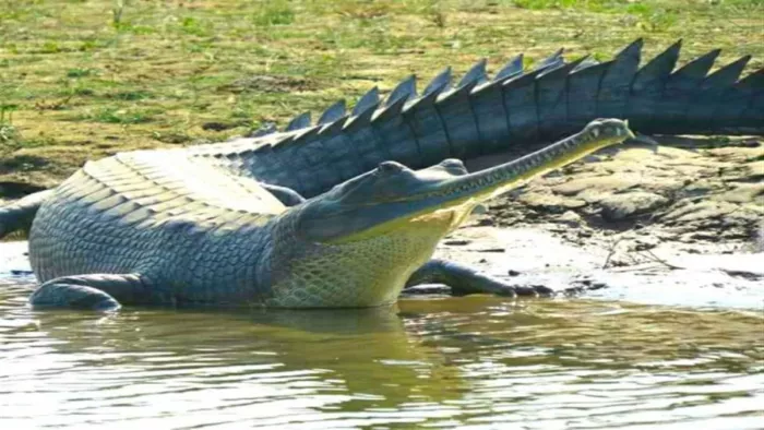 Dehradun Zoo: वन्यजीवों को वार्षिक भुगतान पर गोद लेने की व्यवस्था. Concept Photo