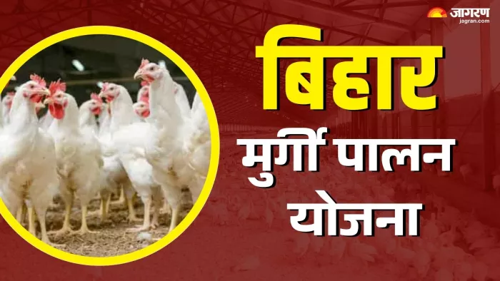 मुर्गी पालन योजना के लिए घर बैठे करें आवेदन। (जागरण ग्राफिक्स)