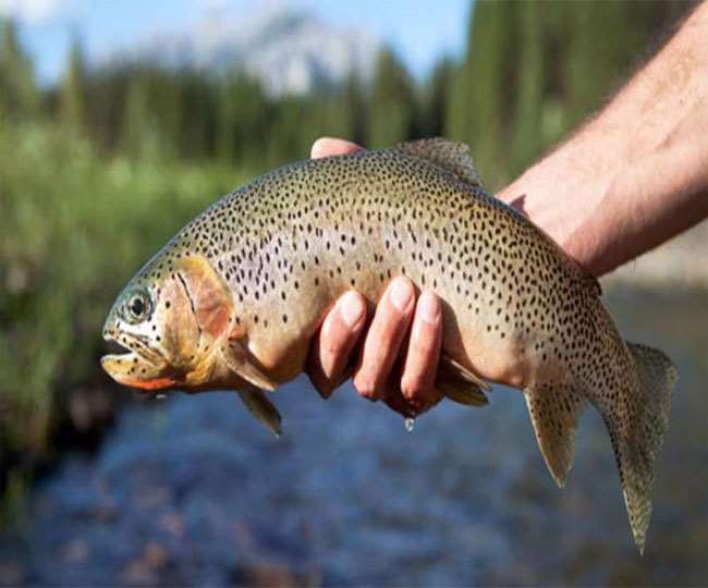 Trout Fish Image