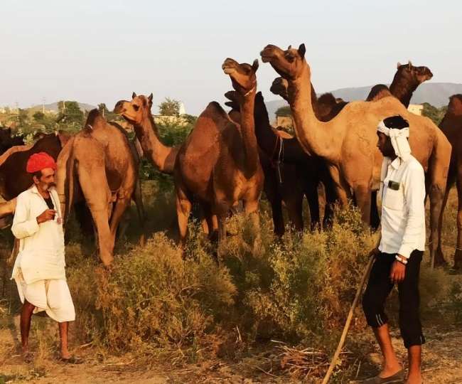 पुष्कर पशु मेले में ठिठके ऊंट पशुपालकों के कदम। फोटो जागरण