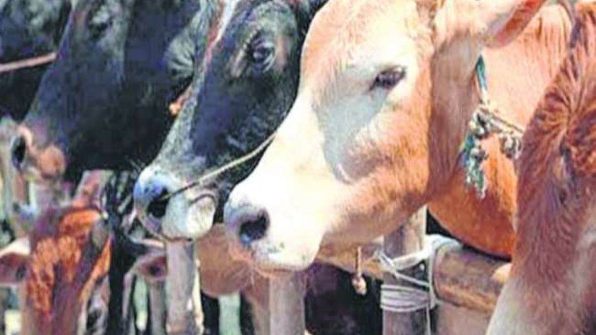 now without tension from prayagraj to chitrakoot in car as cow shelter built for destitute cattle