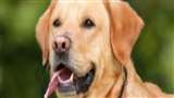 Pets Care: सर्दी बढ़ने के साथ डॉग्स और कैट्स के लिए गर्म बेड और कंबल बाजार में आ चुके हैं।
