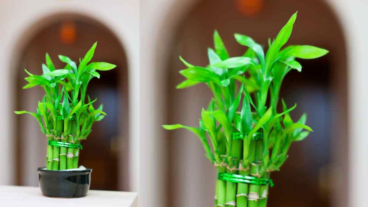 Vastu Tips For Office नौकरी में तरक्की पाने के लिए अपने ऑफिस डेस्क में