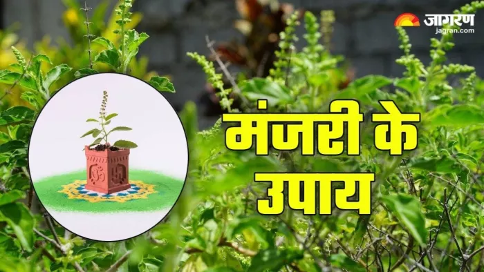 Tulsi Mata: तुलसी माता को कैसे प्रसन्न करें?