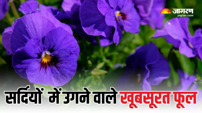 सर्दियों में इन फूलों से महकाएं अपनी बगिया (Picture Courtesy: Freepik)