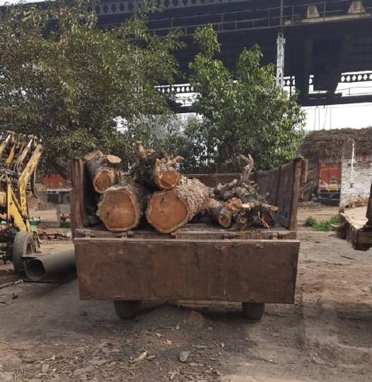 green trees cut down in sugar mill demand for action