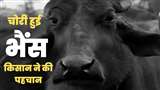 Barabanki: भैंस चोरी कर भाग रहे थे चोर, पुलिस ने पिकअप सहित किया गिरफ्तार : जागरण