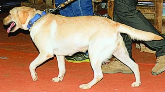 कुत्तों के आतंक से डर का माहौल, रोज लोगों को बना रहे निशाना