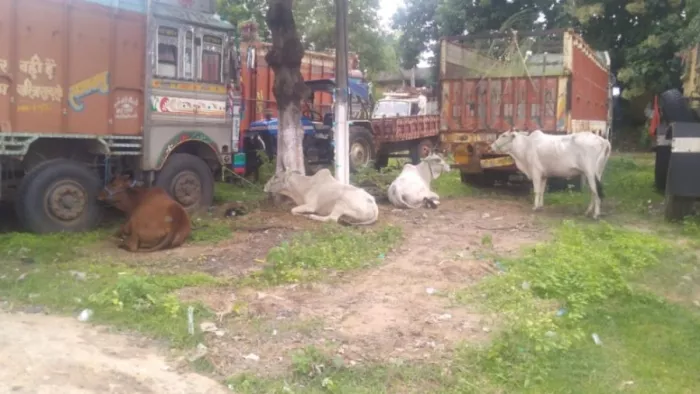 बिहार से बांग्लादेश तक फैला पशु तस्करी का नेटवर्क, एक्शन के बाद भी धंधे में नहीं आई कमी