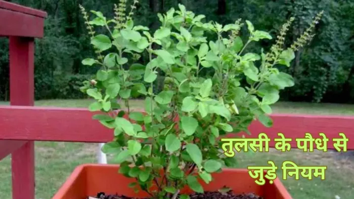 Tulsi Vastu Tips: तुलसी पूजन का महत्व