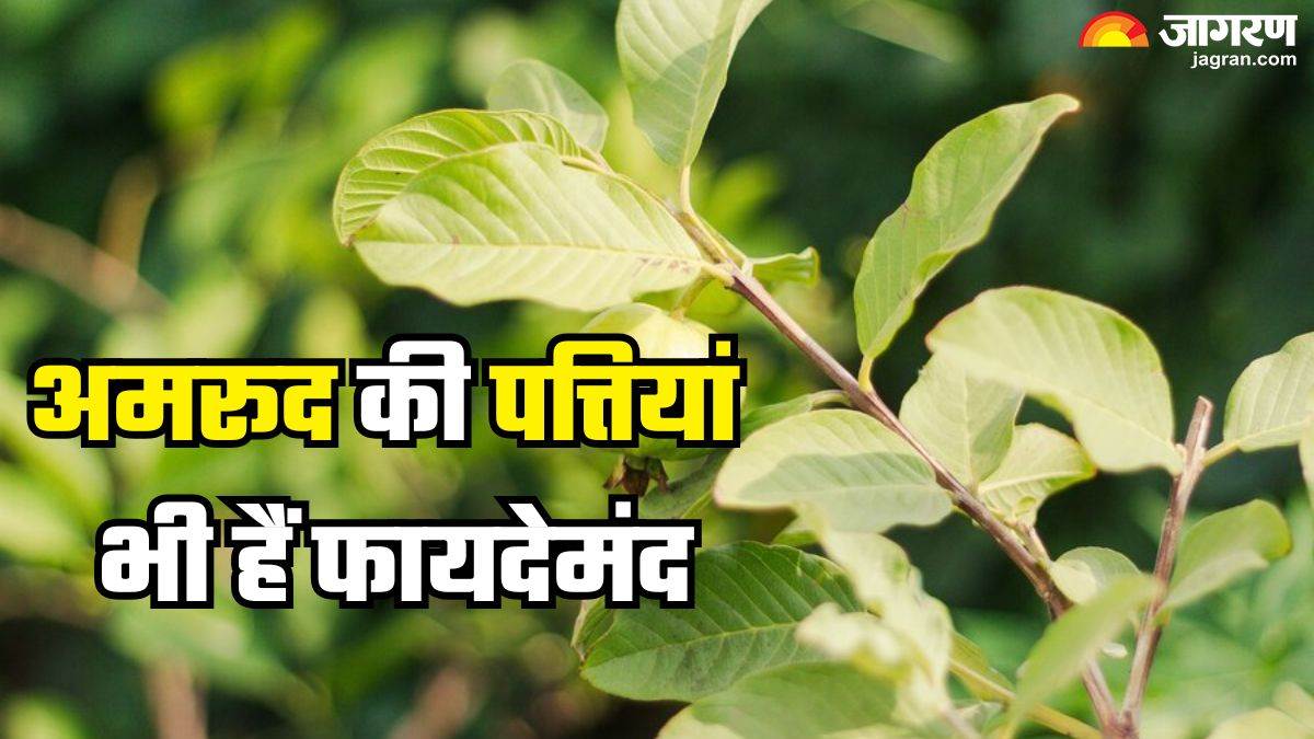 https://www.jagranimages.com/images/newimg/18122024/18_12_2024-guava_leaves_benefits_23851021.jpg