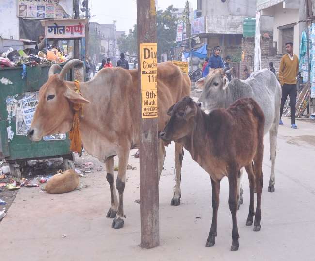 हे राधे, अपनी मथुरा में गायें नजर क्‍यों नहीं आ रहीं, पशु गणना में आई