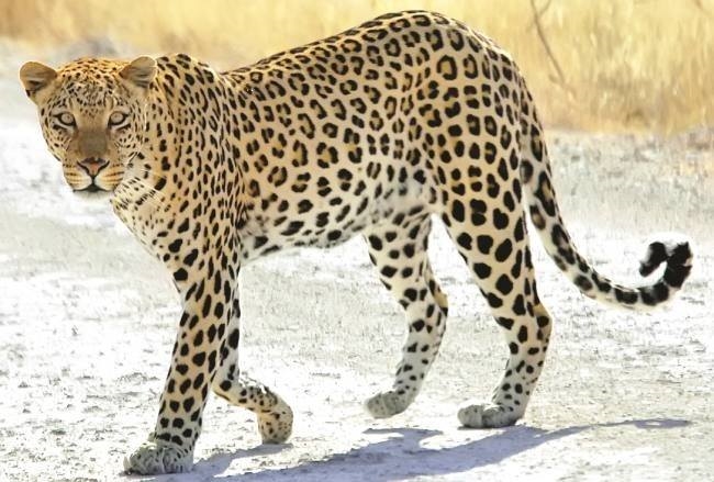 काहा में गुलदार ने उड़ाई ग्रामीणों की नींद - guldar is attacking cattle - Uttarakhand Dehradun City Nature Wildlife News काहा में गुलदार ने उड़ाई ग्रामीणों की नींद - guldar is attacking cattle - Uttarakhand Dehradun City Nature Wildlife News
