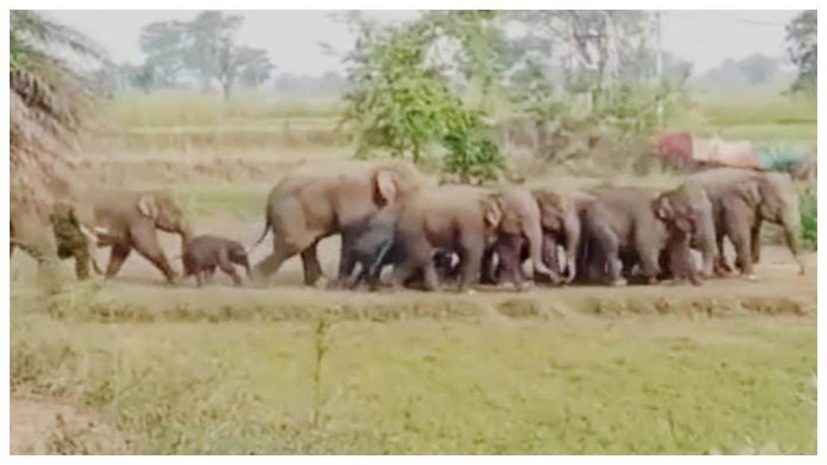 https://www.jagranimages.com/images/newimg/19012023/19_01_2023-2_year_old_boy_died_in_elephants_attack_23301340.jpg
