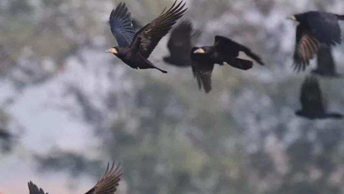 जम्मू की जमीन में डेरा डाल रहे विदेशी कौए, सर्दियां बिताने आए दो हजार कपटी पक्षी