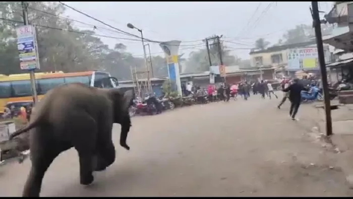 बारीपदा शहर में अचानक घुस आया जंगली हाथी।