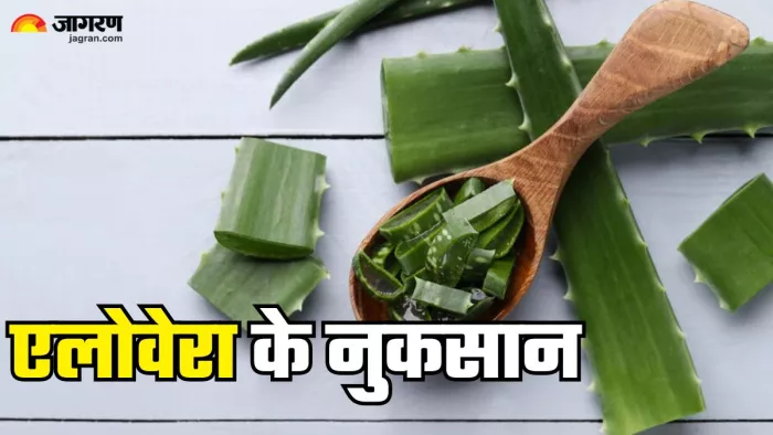 फायदा ही नहीं नुकसान भी पहुंचाता है एलोवेरा (Picture Credit- Freepik)