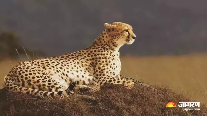 नामीबिया से लाए गए एक चीते को फरवरी अंत तक छोड़ने की तैयारी