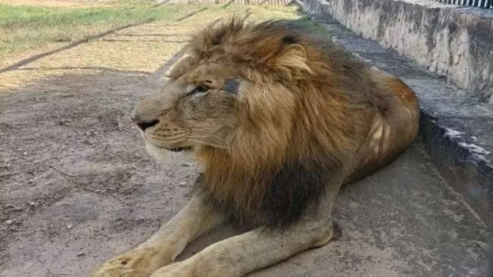 अचानक चिड़ियाघर में शेर के बेड़े में कूदा युवक