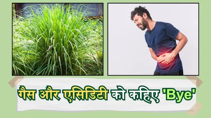 लेनमग्रास के सेवन से मिलते ढेरों फायदे, जानिए कैसे