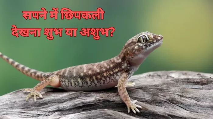 Swapna Shastra: सपने में छिपकली देखना शुभ या अशुभ? मिलते हैं ये संकेत