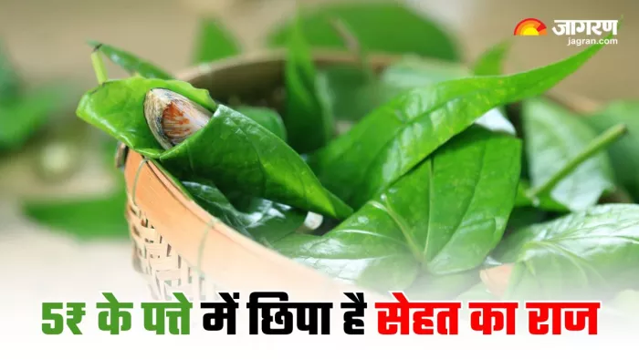 Herbal Health Benefits: सेहत को लाजवाब फायदे देता है पान का पत्ता (Image Source: Freepik)