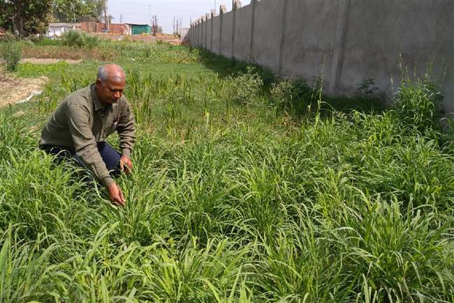 herb farming brought recognition to bhadohi farmer gulab chandra who is cultivating lemon grass and khas jagran special