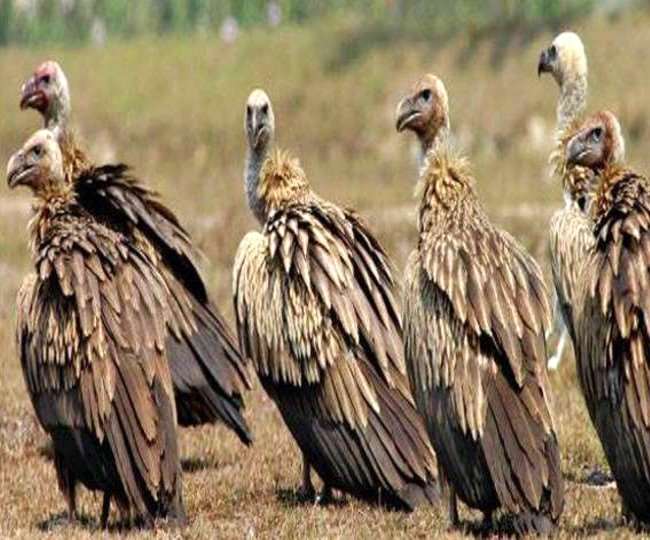 https://www.jagranimages.com/images/newimg/19032022/19_03_2022-jatayu_conservation_center_22551608.jpg