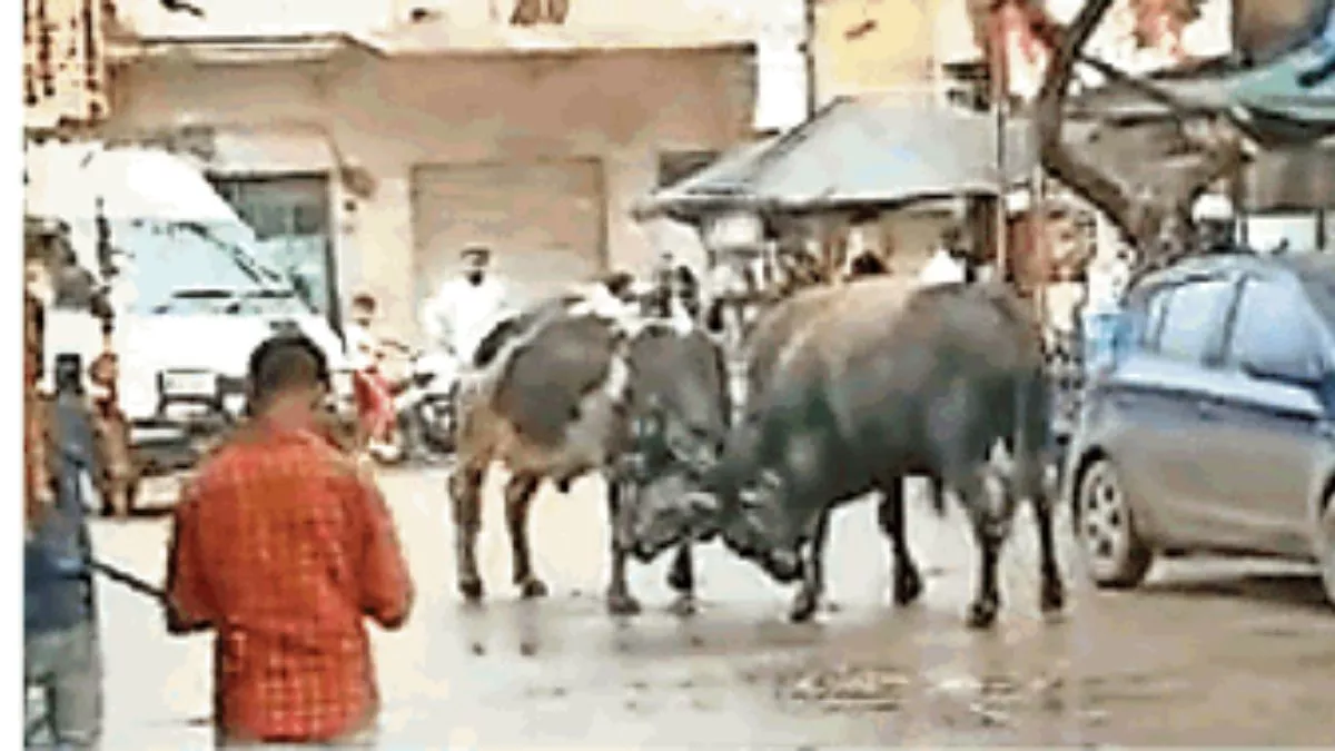 Baghpat News: सोनीपत बस स्टैंड पर लड़ते सांड़