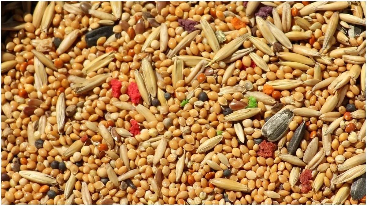 https://www.jagranimages.com/images/newimg/19032023/19_03_2023-coarse_grains_23361346.jpg