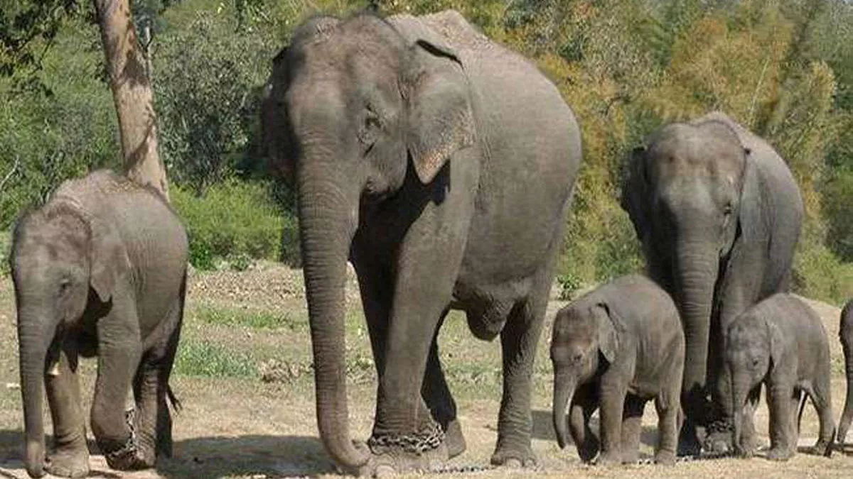 नैनीताल और पंतनगर रोड पर हाथियों का झुंड आ गया।