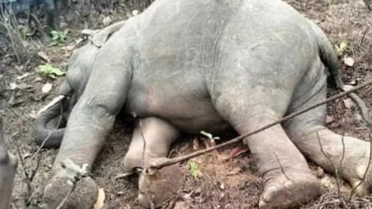 ओडिशा में 11केवी बिजली के तार में पैर फंसने से हाथी की मौत