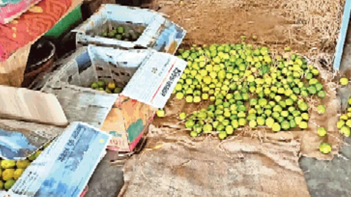 Lemon Price Hiked: नींबू के दाम बढ़े, होटल-ढाबा पर सलाद से हुआ गायब, पढ़िए कासगंज की मंडी का रेट