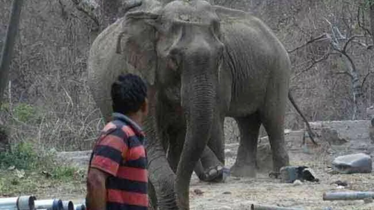 असम में हर साल मानव- पशु संघर्ष में जाती है 80 हाथियों और 70 इंसानों की जान