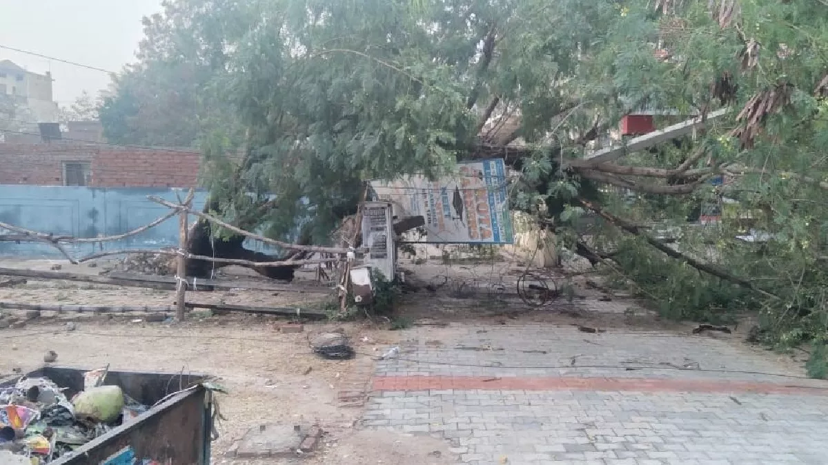 गाजीपुर तिराहा स्थित यूनियन बैंक के पास गिरे पेड़ से आवागमन हुआ बाधित। जागरण