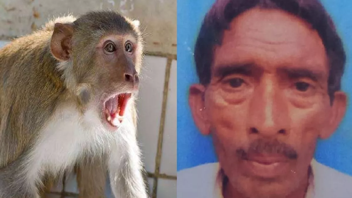 Pilibhit News: पीलीभीत में बंदरों के हमले के दौरान छत से गिरकर वृद्ध की मृत्यु