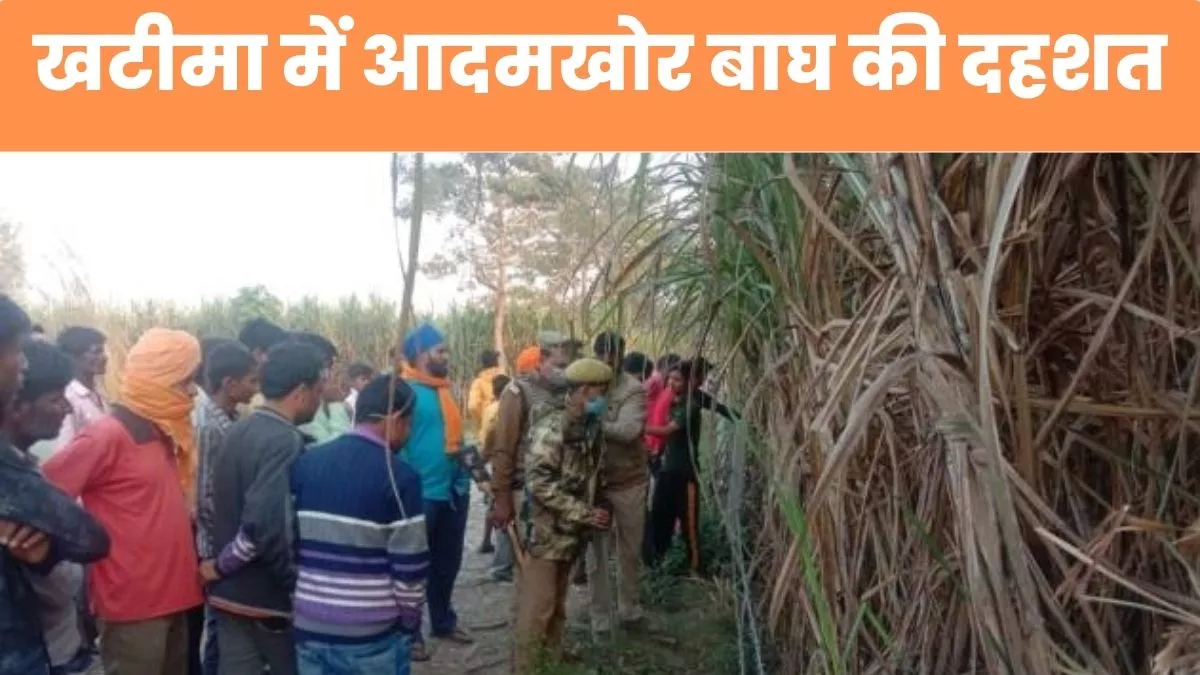 Tiger Attack : यूपी के मजदूर की उत्तराखंड में बाघ के हमले में मौत, खटीमा के खेत में गन्‍ना छील रहा था मजदूर