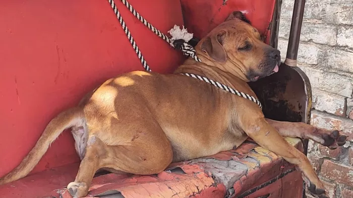 Pitbull Attack: गली में घूमते पिटबुल कुत्ते ने ऑटो चालक और छात्रों सहित कईयों को काट खाया।